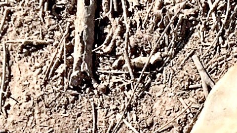 El 9 de enero también encontraro los huesos de una persona que habría recibido impactos de bala en la pelvis.