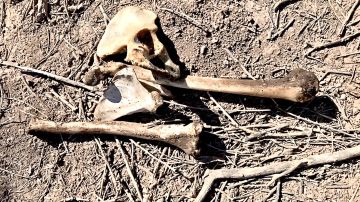 El 9 de enero también encontraro los huesos de una persona que habría recibido impactos de bala en la pelvis.