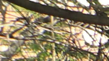 Kevin de León, candidato a la alcadía de Los Ángeles, es flanqueado por decenas de trabajadores agrícolas del UFW.