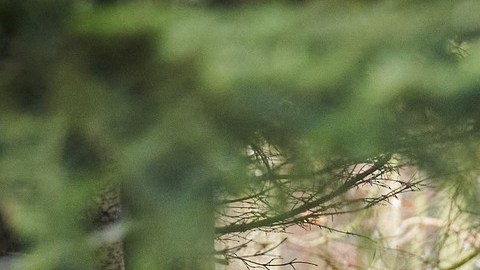 Jabalí mató al cazador que le disparó, al morderle la pierna y cortarle una arteria