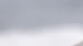 VIDEO: León marino irrumpe y para el tránsito en concurrida carretera de California