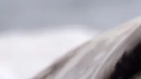 VIDEO: León marino irrumpe y para el tránsito en concurrida carretera de California