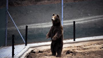 Mamá intenta matar a su propia hija de 3 años al arrojarla 16 pies dentro de una jaula de osos en un zoológico