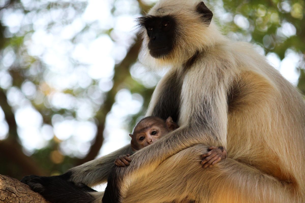 Un mono fue fotografiado en un árbol de la Ruta 54 y los investigadores compartieron la imagen del primate.