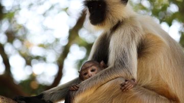 Monos corren sueltos en Pennsylvania, luego de que un camión que transportaba 100 primates se estrelló rumbo al laboratorio