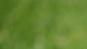 Mujer de 21 años renuncia a su trabajo y ahora gana un millón de dólares al año al pretender ser un cachorro de perro en Only Fans