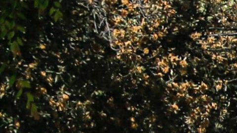Narcotraficante de 16 años acusado de asesinato después de vender fentanilo a niña de 12 años que murió por sobredosis