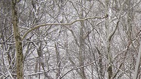 Son diez los heridos por el derrumbe en Pittsburgh. El Presidente Joe Biden confirma su visita