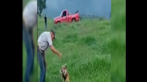 El mismo líder del narco que asistió a concierto del Komander tiene un tigre por mascota.