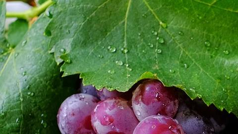 Uvas