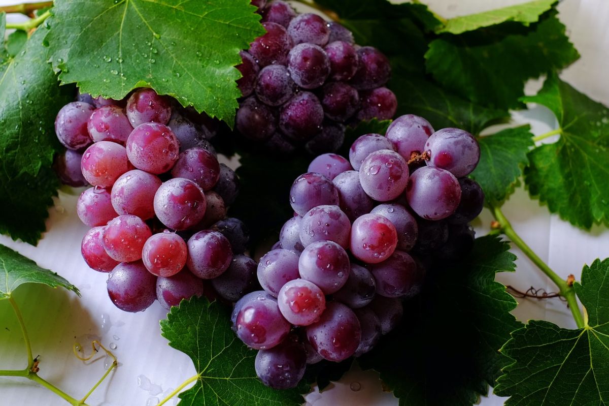 Las uvas son ricas en fibra y antioxidantes con efectos antiinflamatorios.