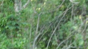 Después de robar un coche lo chocó contra una casa