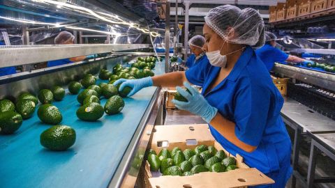 Cerveza, tequila y aguacate, los productos mexicanos de mayor demanda en EE.UU.