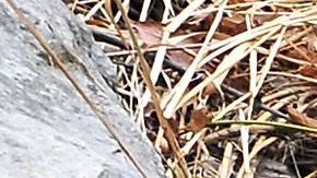 Oleoducto derrama 300,000 galones de diesel cerca de Nueva Orleans