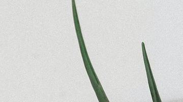 La sábila es una planta que absorbe las energías negativas.