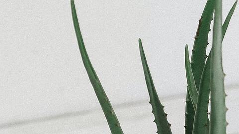 La sábila es una planta que absorbe las energías negativas.