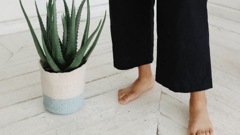 La sábila es una planta que absorbe las energías negativas.