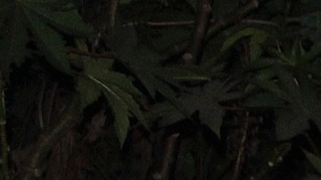 Caravana migrante en Chiapas