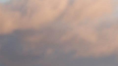 Un hombre camina en la playa con su perrito.