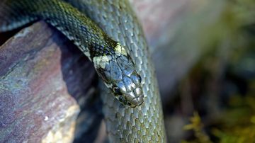 Hallan a un hombre muerto en Maryland con más de 100 serpientes en la casa
