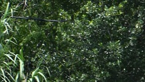 Hombre asesina a tiros a policía de tránsito en Texas en plena calle