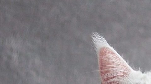 VIDEO: “Kéfir" cautiva en las redes al mostrarse como “el gato más grande del mundo”