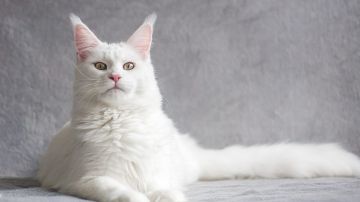 VIDEO: “Kéfir" cautiva en las redes al mostrarse como “el gato más grande del mundo”
