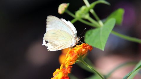 Las mariposas blancas tienen se asocian a los ángeles y la buena fortuna.