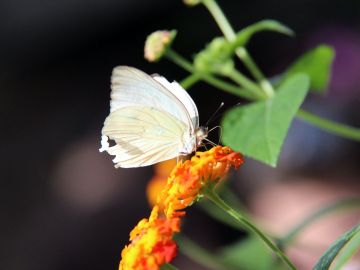 Las mariposas blancas tienen se asocian a los ángeles y la buena fortuna.