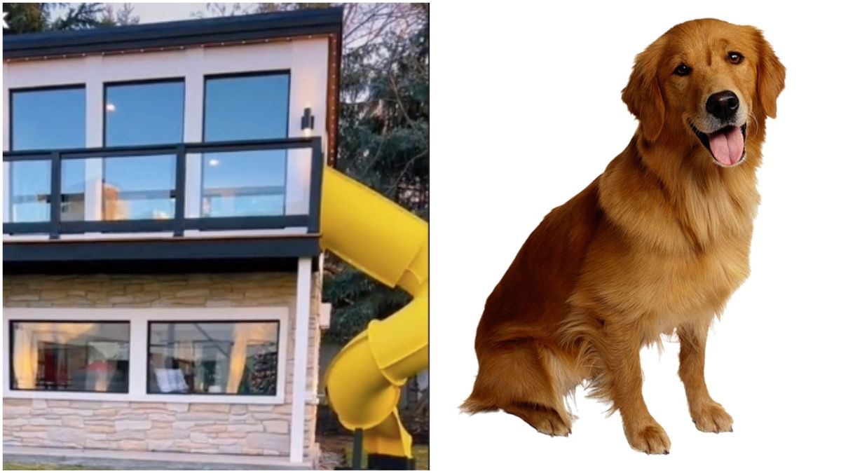 Video: Golden retriever puppy goes viral for showing off his luxurious and cozy mansion