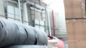 Agentes caninos de la Guardia Nacional en operativos contra el crimen organizado.