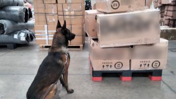 Agentes caninos de la Guardia Nacional en operativos contra el crimen organizado.
