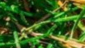 El fenómeno ocurrió en en Texas.