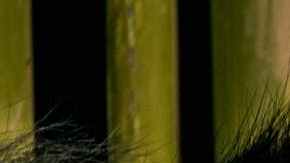 close up photo of black sloth bear