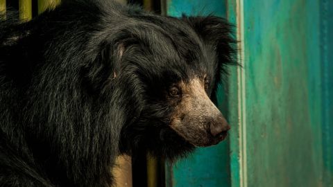 close up photo of black sloth bear