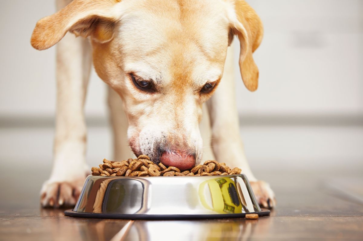 Las croquetas mejoran la salud digestiva del perro