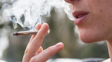 Estudios en Alemania revelan beneficios y riesgos del consumo de la marihuana