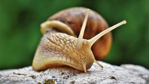 La sexta extinción masiva de la biodiversidad mundial ya está en marcha, advierten científicos
