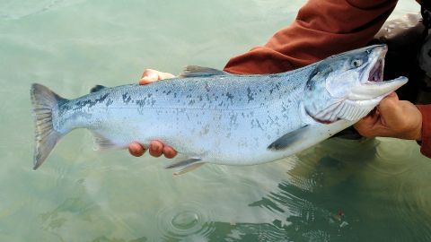 Lluvias traen salmón de vuelta a los arroyos de California, un suceso que no se veía en 25 años