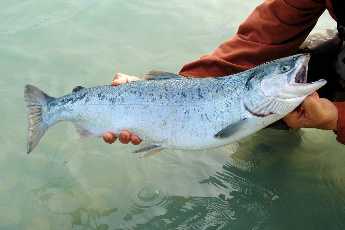Pese al grato suceso, especialistas advierten que deben pasar varios años “húmedos” para que la población de salmón crezca.