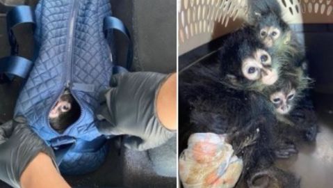 Los animalitos fueron regresados a México.