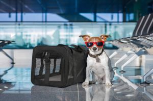 Transportadores de perros disponibles en Amazon por menos de $60 para usar en auto o avión