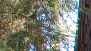 Secuoyas de California