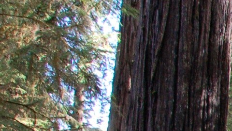 Secuoyas de California