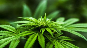 El uso de la marihuana para tratamientos médicos es legal en Ohio desde 2016