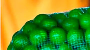 Limón en México: por qué el coste del cítrico alcanzó un "récord histórico" (y cuándo bajará de nuevo)
