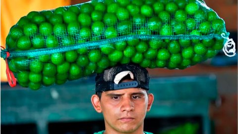 Limón en México: por qué el coste del cítrico alcanzó un "récord histórico" (y cuándo bajará de nuevo)