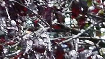 Ana Victoria y Diego Verdaguer | Mezcalent.