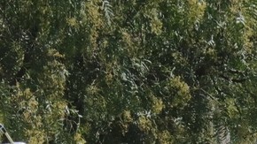 El cuerpo del bebé Tadeo fue sustraído ilegalmente de su sepulcro en el panteón de San Nicolás Tolentino, en Ciudad de México.