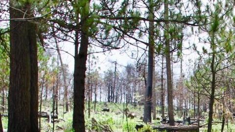 El cerro del Ajusco, en la Ciudad de México,  es un lugar utilizado por muchos asesinos para tirar a sus víctimas.